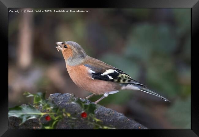 Chaffinch with seeds in beak Framed Print by Kevin White