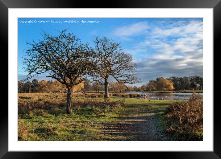 Christmas morning at Bushy Park Framed Mounted Print by Kevin White