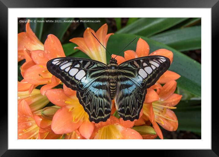 Butterfly the Clipper Framed Mounted Print by Kevin White