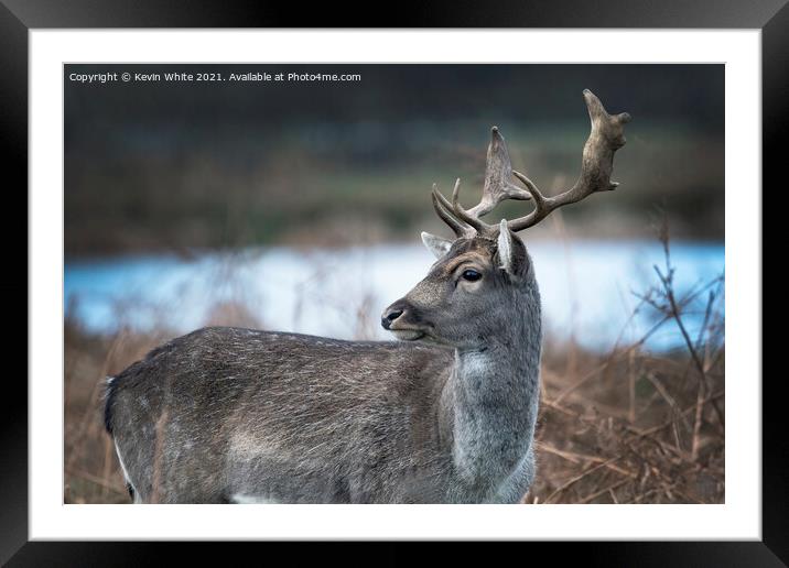 Young Stag Framed Mounted Print by Kevin White