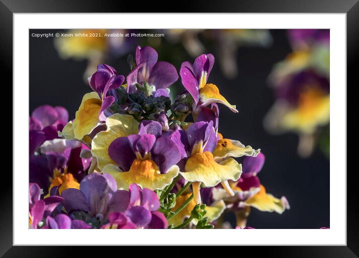 Nemesia Rhubarb and Custard plant Framed Mounted Print by Kevin White