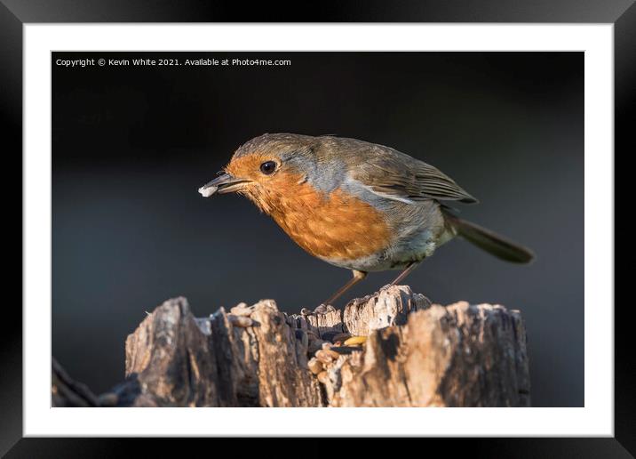 Robin in winter Framed Mounted Print by Kevin White