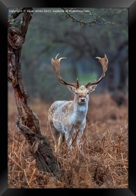 Young deer showing off new antlers Framed Print by Kevin White