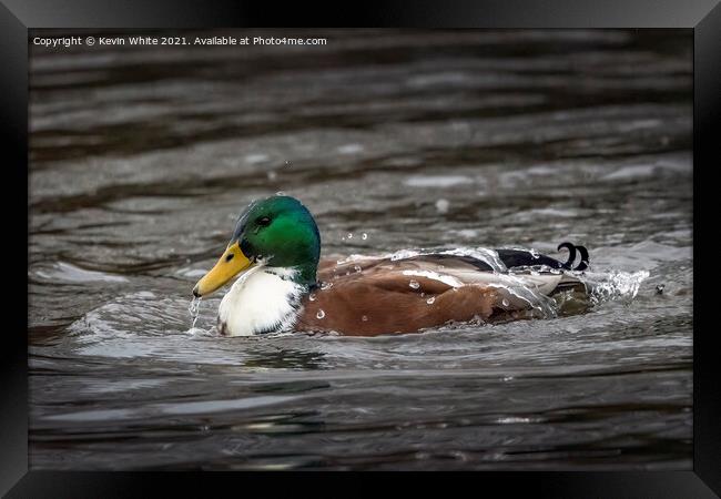 Water off a ducks back Framed Print by Kevin White