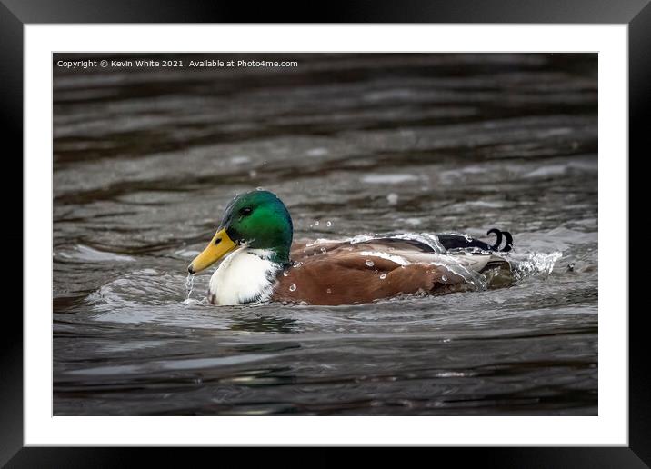 Water off a ducks back Framed Mounted Print by Kevin White