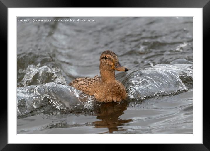 Landing with a splash Framed Mounted Print by Kevin White
