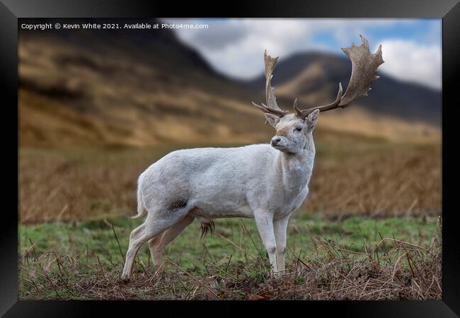 Scottish Highland young Buck Framed Print by Kevin White