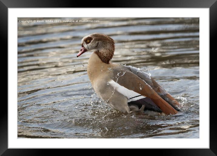 Egyptian goose having a good bath Framed Mounted Print by Kevin White