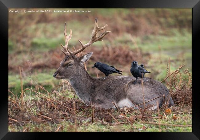 Deer and Jackdaw working together Framed Print by Kevin White
