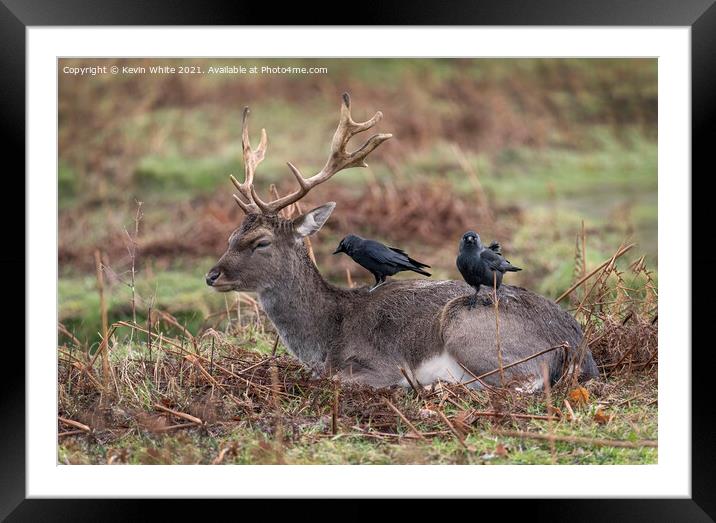 Deer and Jackdaw working together Framed Mounted Print by Kevin White