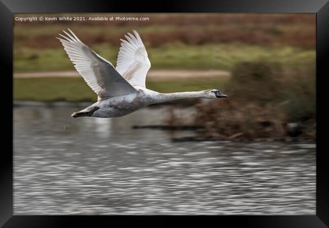 Young swan practicing flying Framed Print by Kevin White