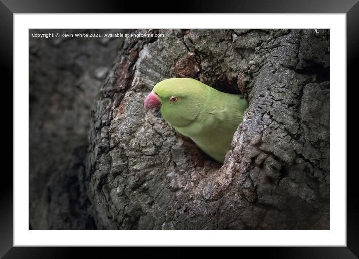 Parakeet Framed Mounted Print by Kevin White
