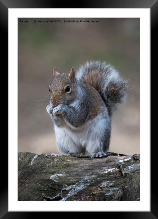 grey squirrel of uk Framed Mounted Print by Kevin White