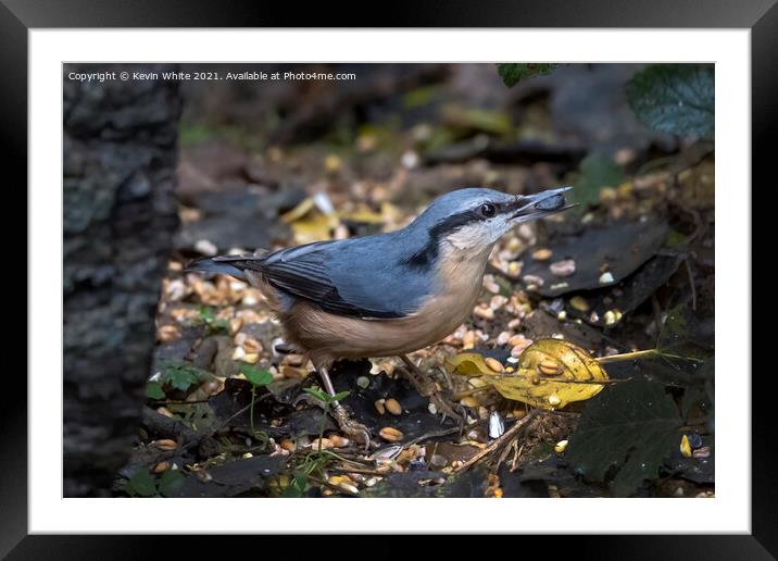 Beautiful nuthatch Framed Mounted Print by Kevin White