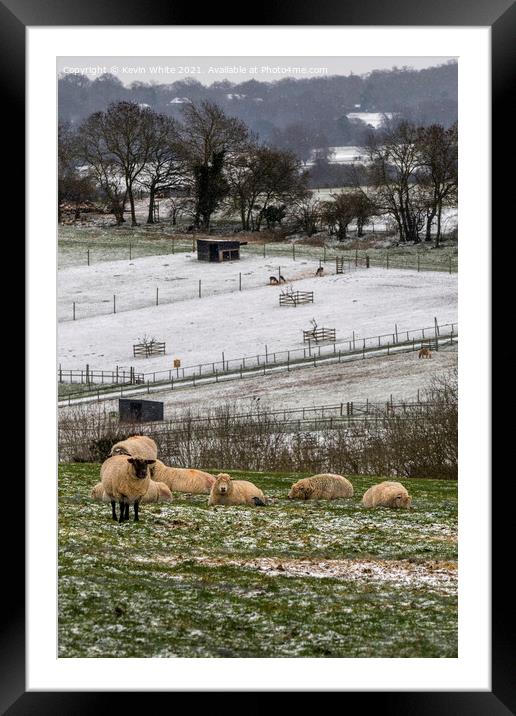 sheep at bocketts farm Framed Mounted Print by Kevin White