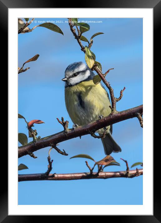 female blue tit Framed Mounted Print by Kevin White