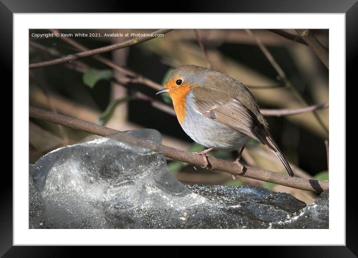 hardy robin Framed Mounted Print by Kevin White