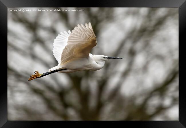 Egret in flight Framed Print by Kevin White
