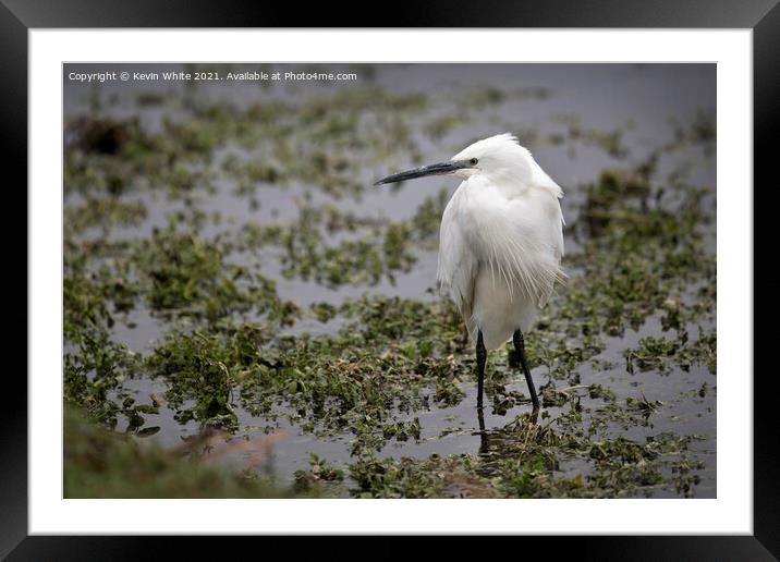 Egret wading around Framed Mounted Print by Kevin White