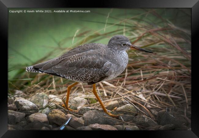 The Ruff Framed Print by Kevin White