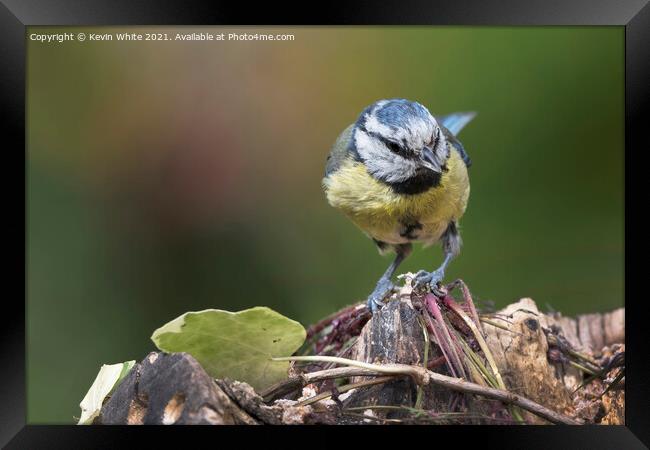 blue tit has spotted something Framed Print by Kevin White