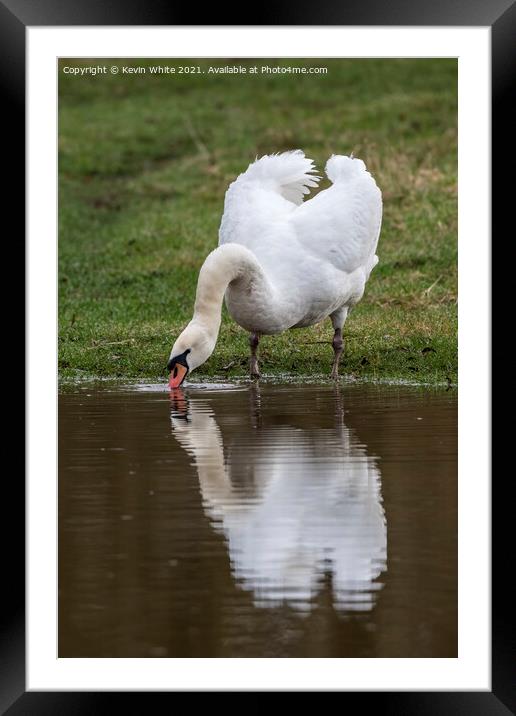Mute swan drinking Framed Mounted Print by Kevin White