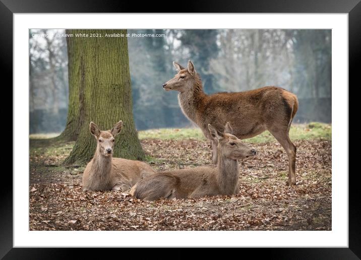 Gathering of deer Framed Mounted Print by Kevin White