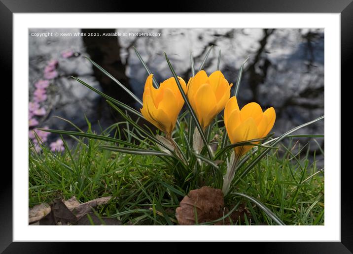 Crocus in the wild Framed Mounted Print by Kevin White