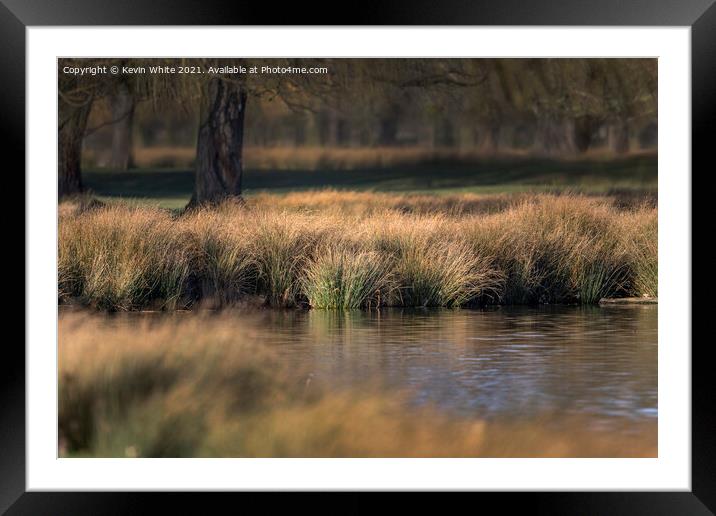 Reed beds Framed Mounted Print by Kevin White