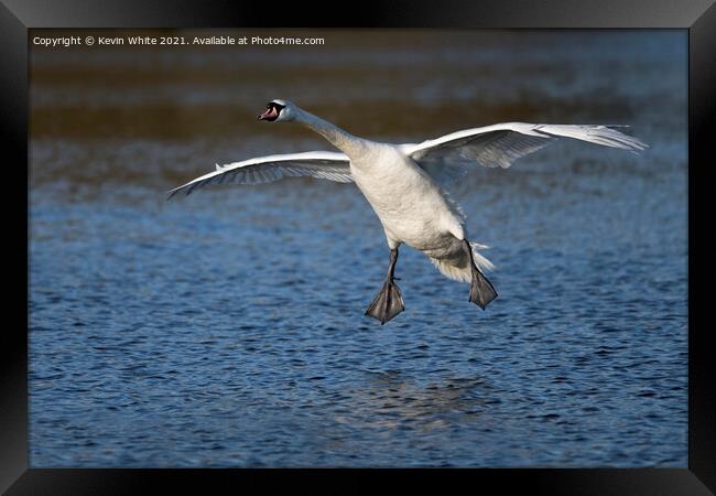 swan gliding Framed Print by Kevin White