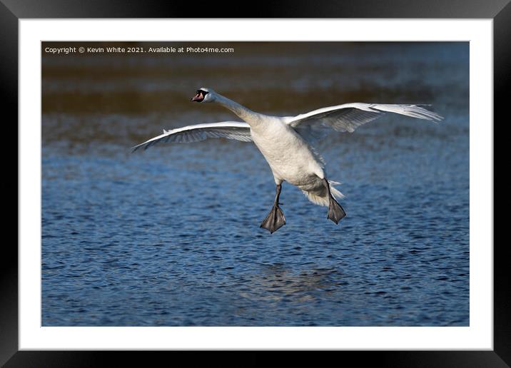 swan gliding Framed Mounted Print by Kevin White