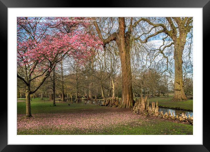 Start of spring Framed Mounted Print by Kevin White