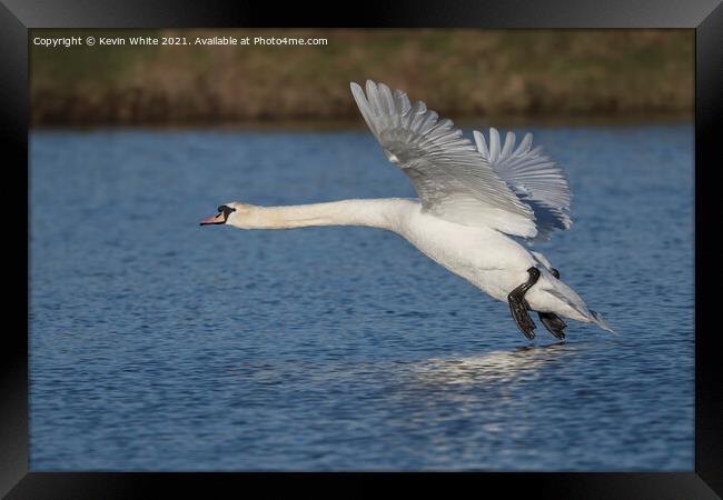 White Swan about to land Framed Print by Kevin White