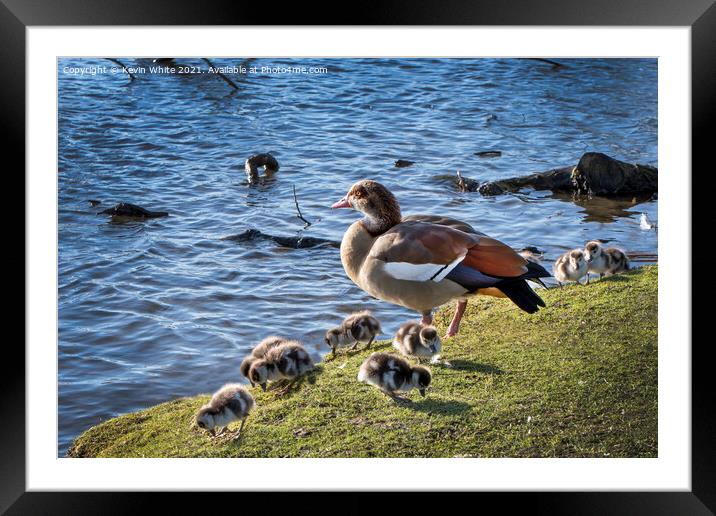 Egyptian goose with her goslings Framed Mounted Print by Kevin White