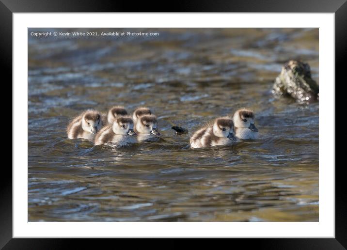 Egyptian goslings Framed Mounted Print by Kevin White
