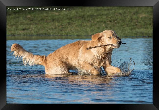 Golden Retriever with stick Framed Print by Kevin White