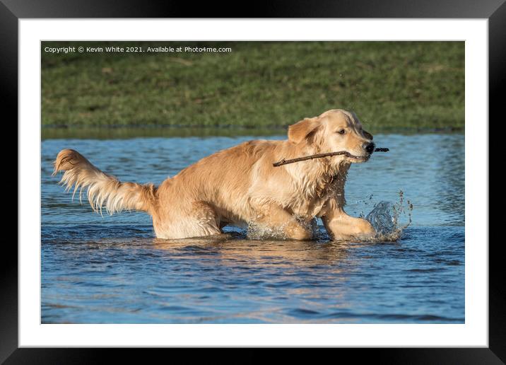 Golden Retriever with stick Framed Mounted Print by Kevin White