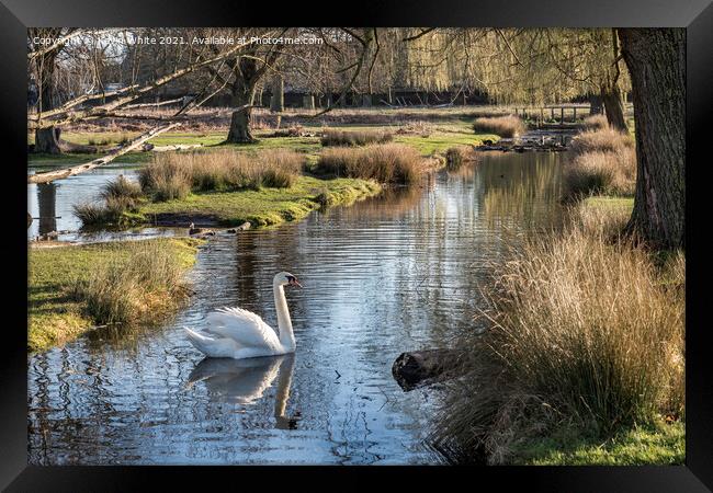 White swan swimming in local stream Framed Print by Kevin White