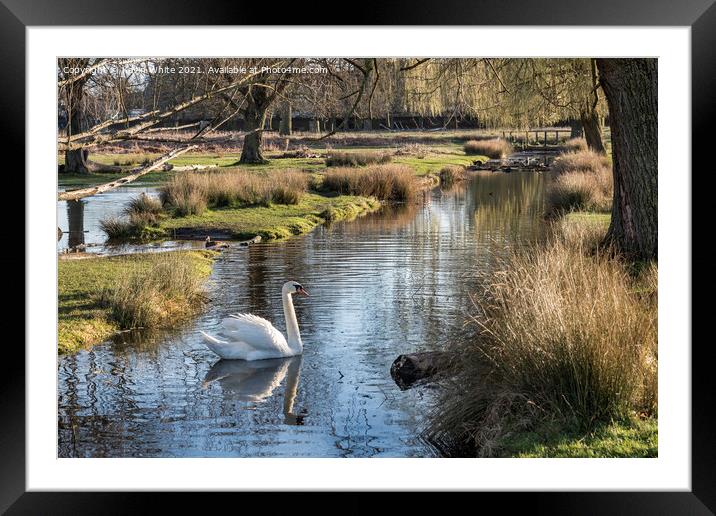 White swan swimming in local stream Framed Mounted Print by Kevin White