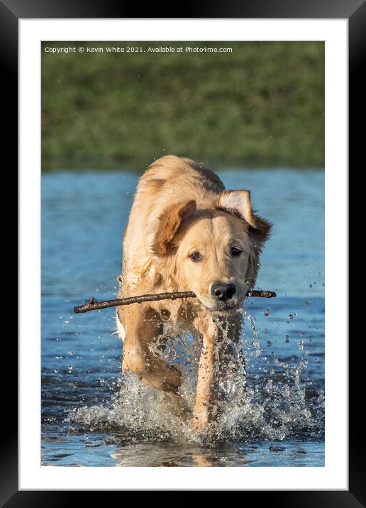 Golden Retriever dog Framed Mounted Print by Kevin White