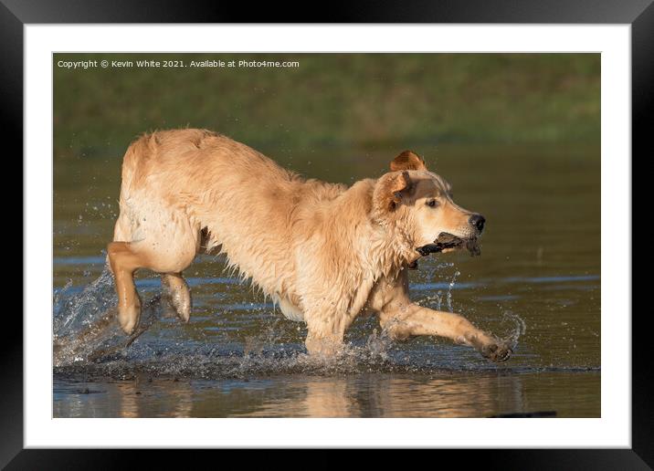 Golden retriever splashing about in pond Framed Mounted Print by Kevin White