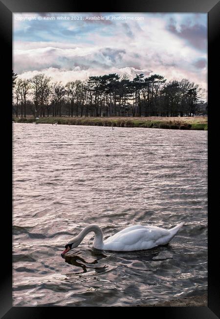 Swan under gathering clouds Framed Print by Kevin White