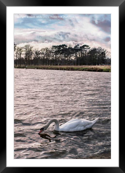 Swan under gathering clouds Framed Mounted Print by Kevin White