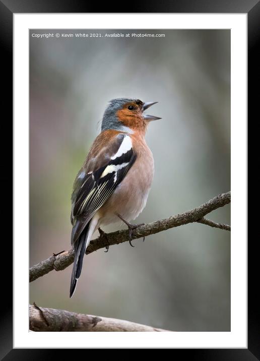 Chaffinch looking around Framed Mounted Print by Kevin White