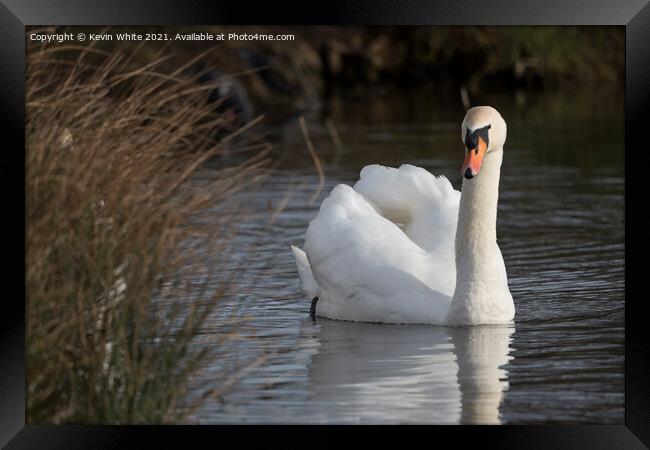 Inquisitive swan  Framed Print by Kevin White