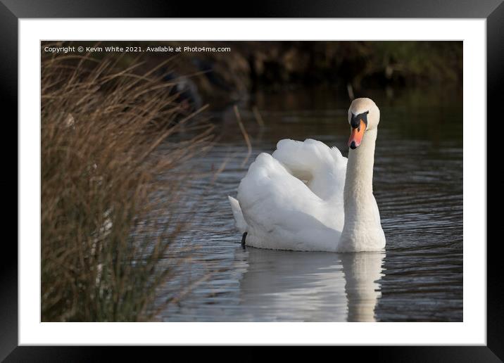 Inquisitive swan  Framed Mounted Print by Kevin White