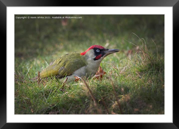 Green Woodpecker  Framed Mounted Print by Kevin White