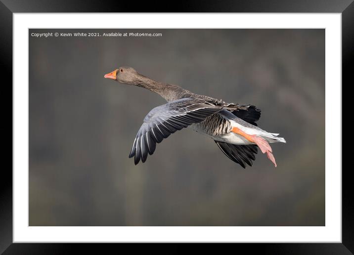 Greylag goose in flight Framed Mounted Print by Kevin White
