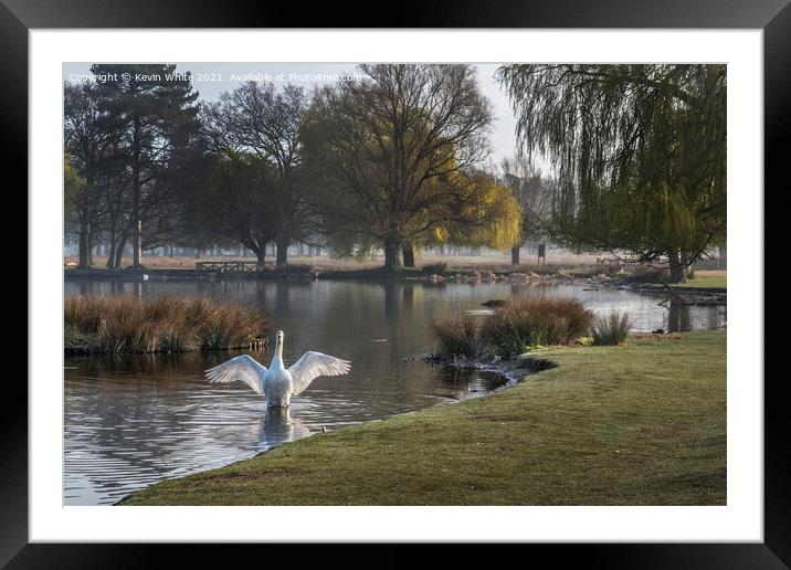 swan showing off  Framed Mounted Print by Kevin White