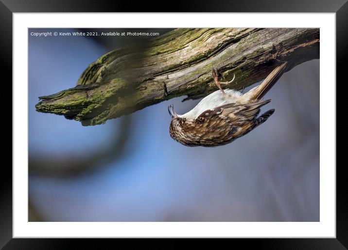 Tree Creeper Framed Mounted Print by Kevin White